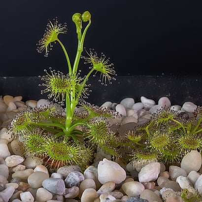 Drosera hookeri Lysterfield